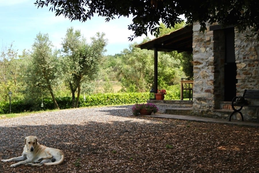 The resident dog relaxes in the shade at Agriturismo Antica Olivaia