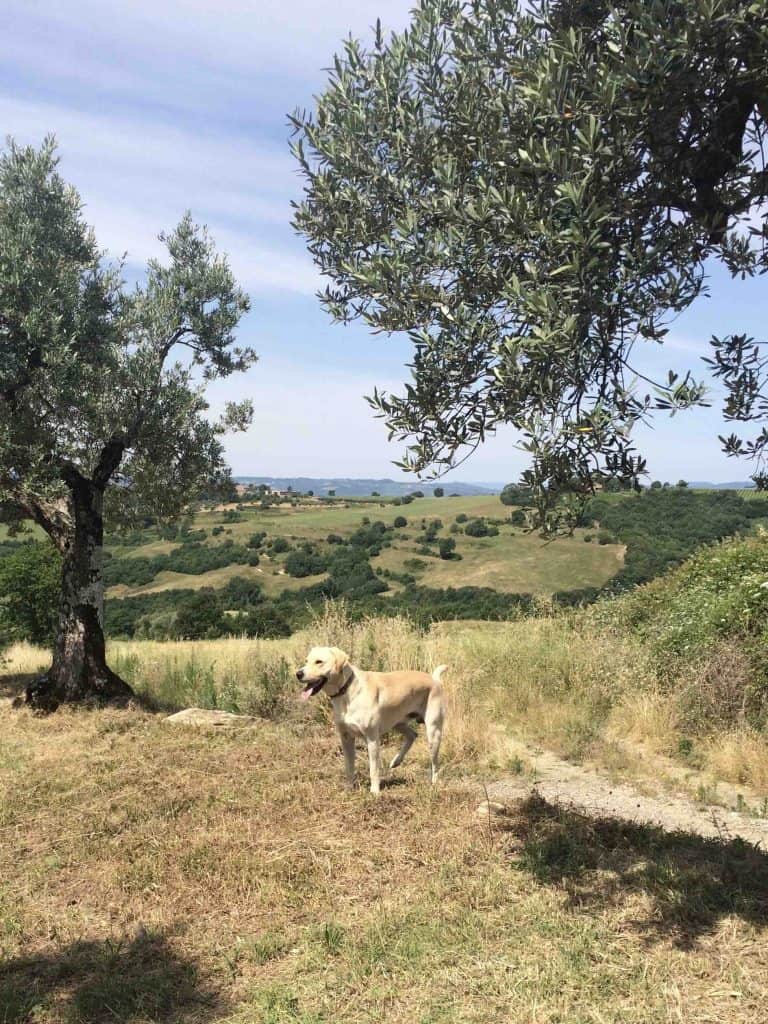 A golden lab stands near a path and olive trees, with rolling hills beyond. The landscape looks classic Italian hills.