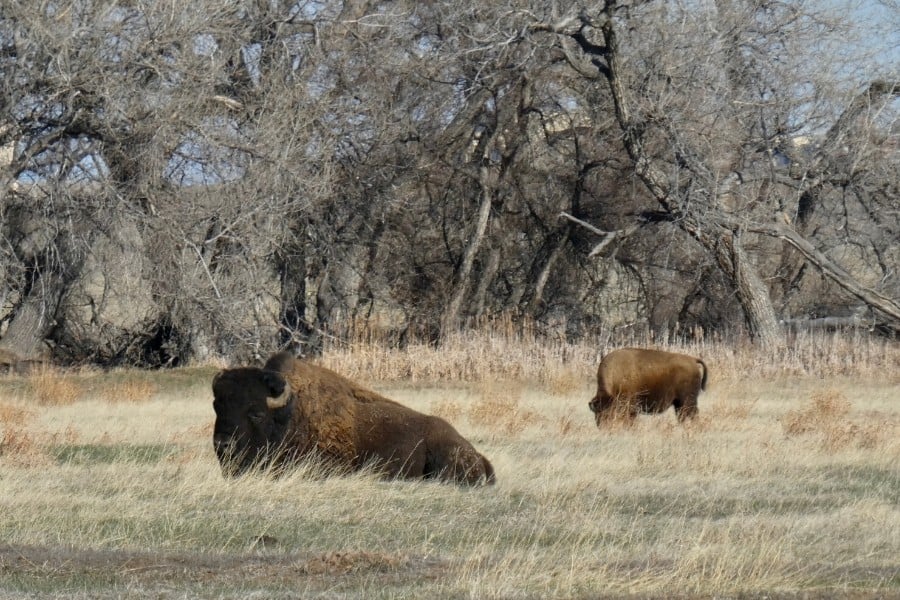 bison in colorado