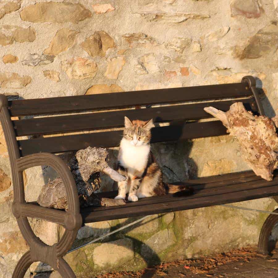 A tabby colored cat sits on a bench next to a stone wall. The sun is shining on it.
