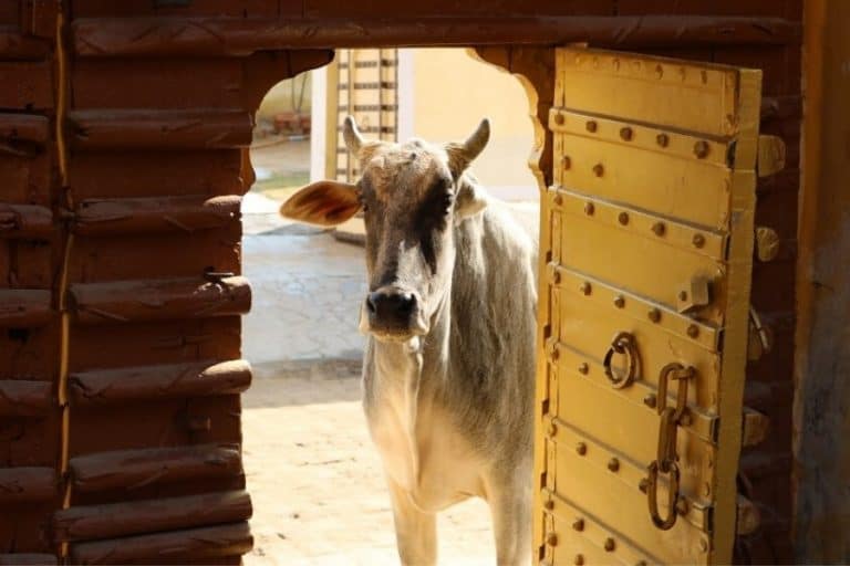 India where cows are sacred to hindus