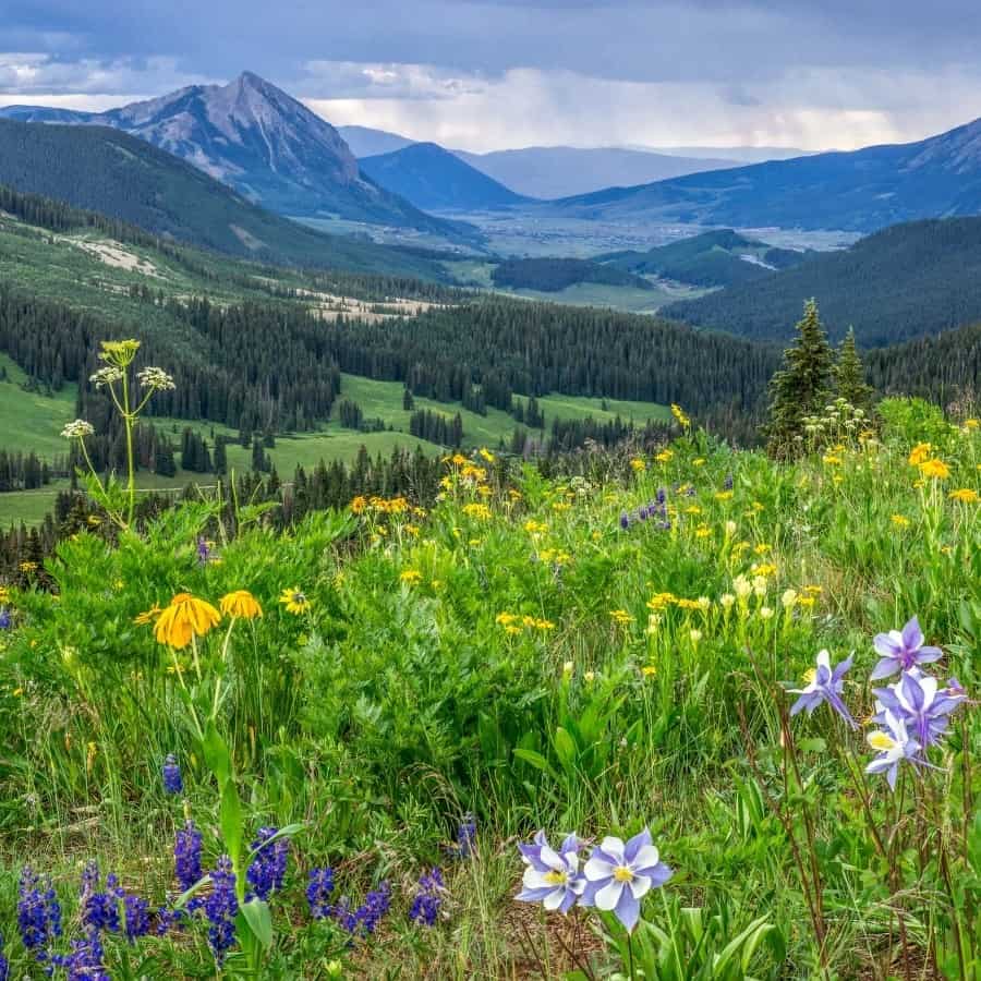 Crested Butte Wildflowers