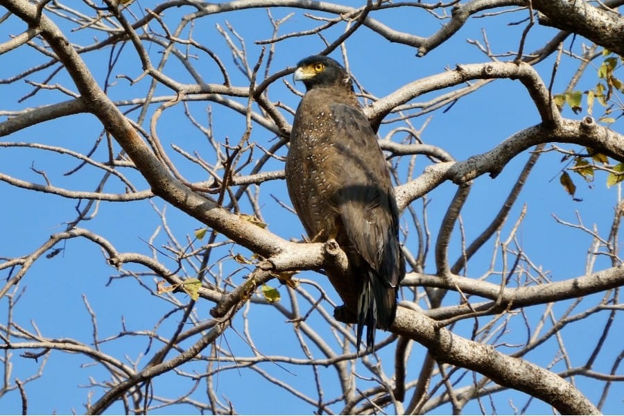 Spotting a crested serpant eagle on safari in India