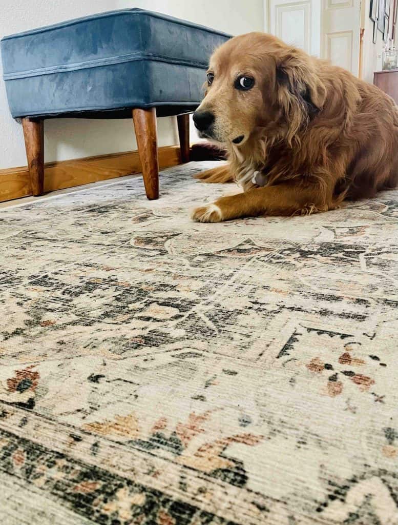 A brown retriever dog lies on top of a pattened rug in a hallway.