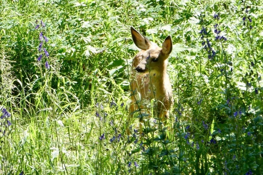 A deer in the sun-lit forest on a hike of Cascade Canyon