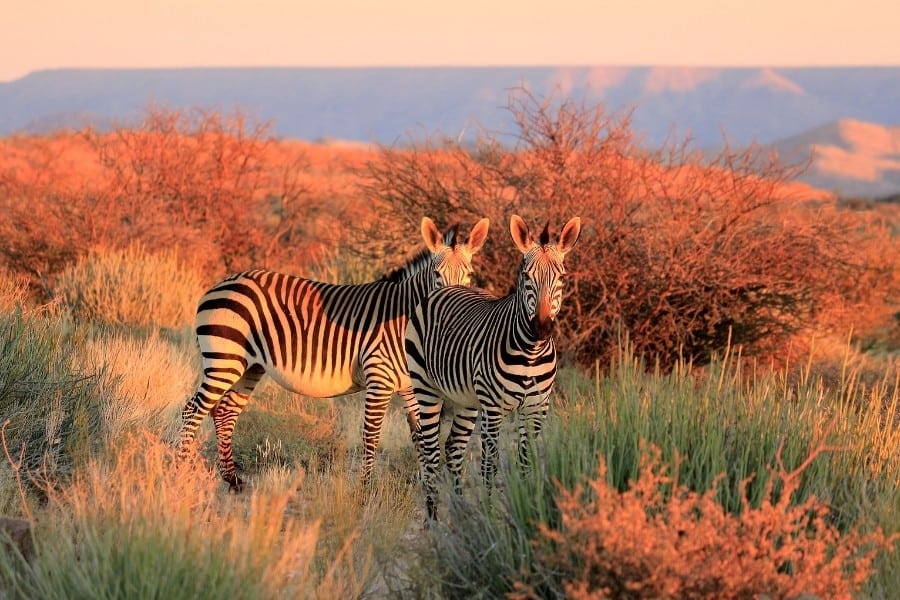 zebras in a beautiful grassland in Africa