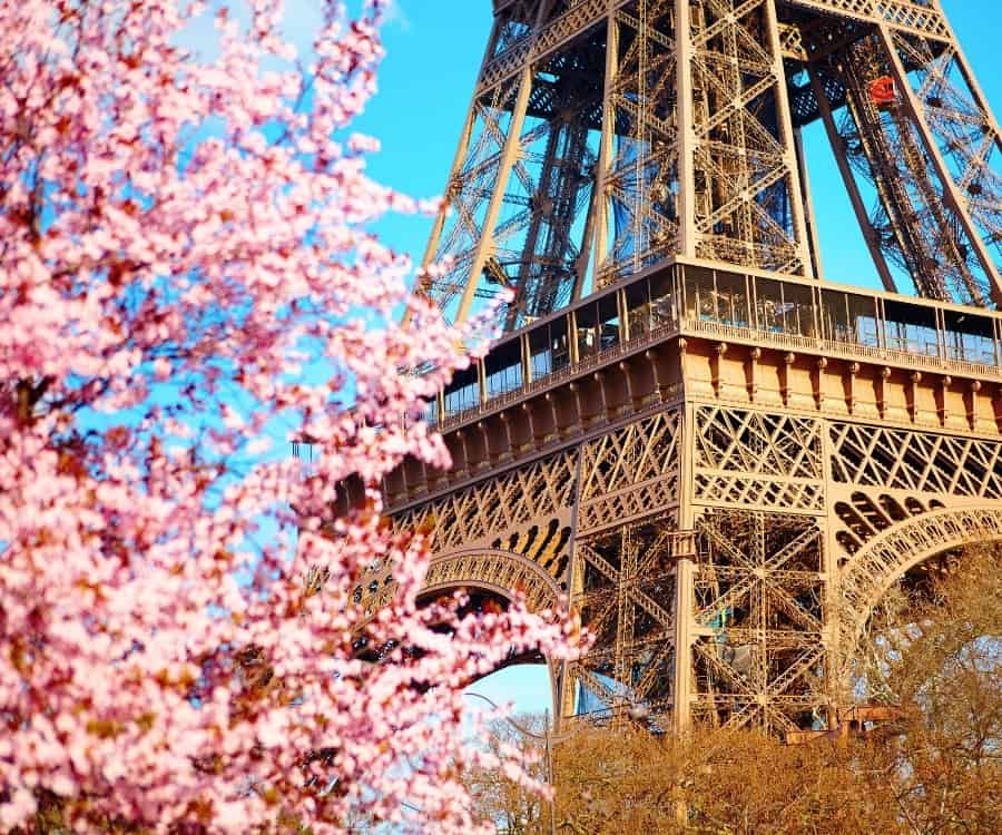 The lower part of the Eiffel Tower in Paris with pink cherry blossoms blooming in the foreground