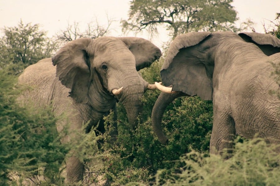 Two male elephants face each other, their tusked heads only inches apart. Moments later they were fighting. Location is Makgadikgadi Pans National Park in Botswana.