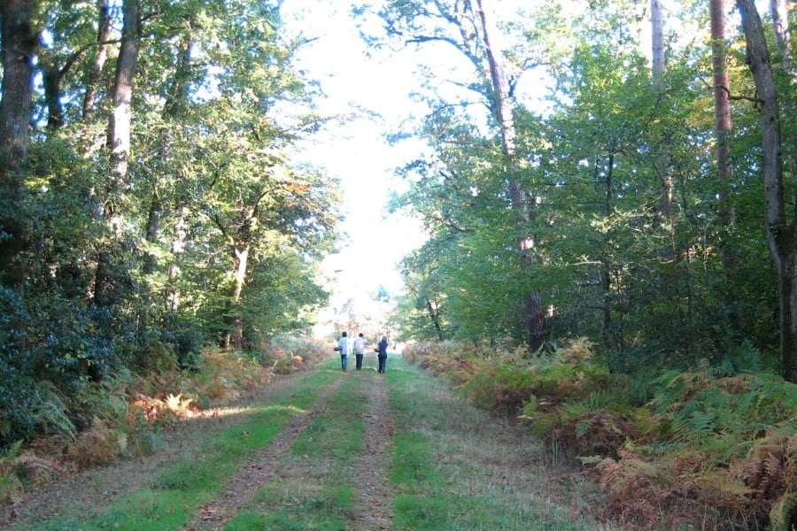A path through the forest in Loire Valley France