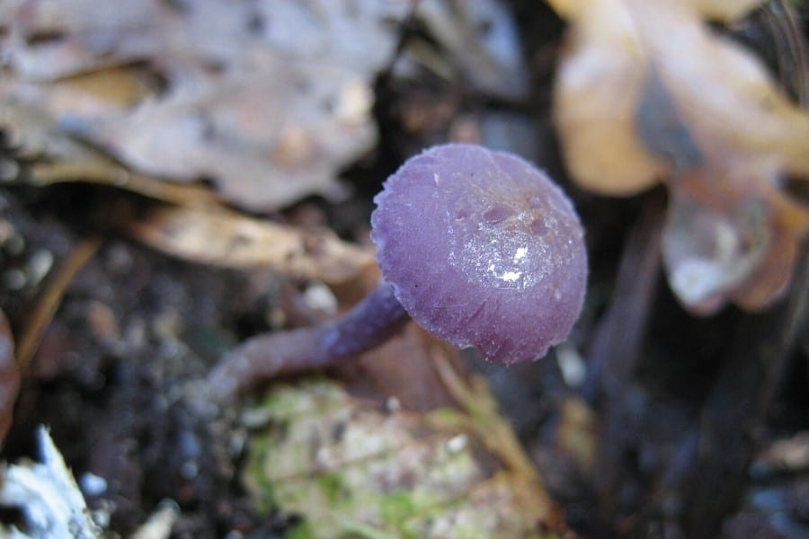 hunting for forest mushrooms in france