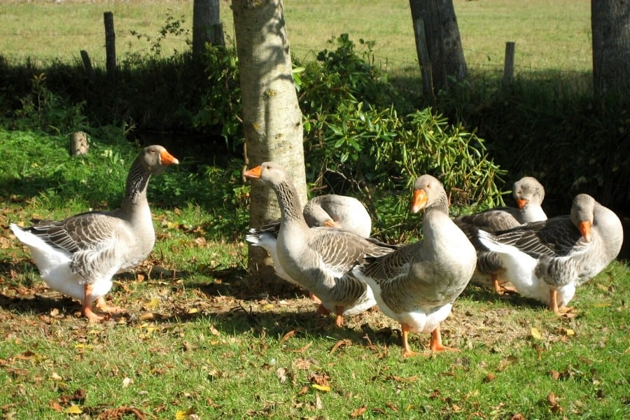 french geese in the loire valley france