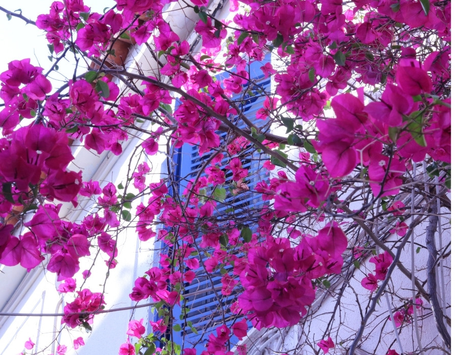 On a greek island sailing trip, pink bougainvillea stretch in front of a blue window on a white-washed building
