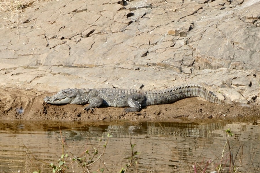 indian crocodile ranthambore park