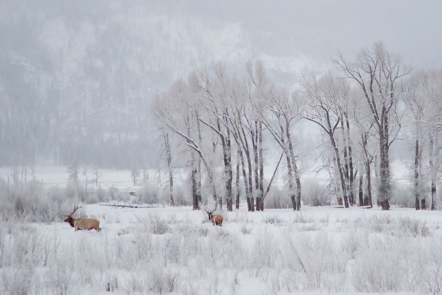 Lamar Valley in Winter