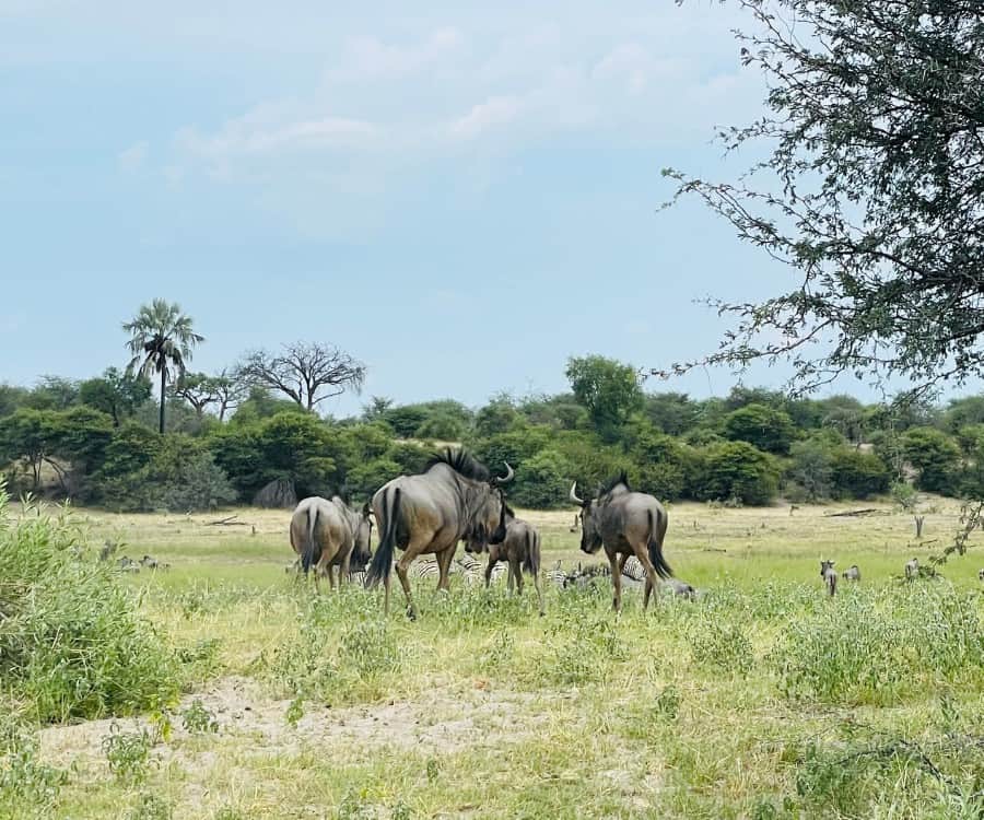 Several wildebeest walk into an open area in the Makgadikgadi Pans National Park.