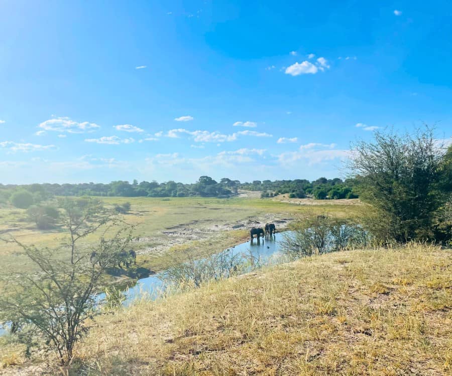 In Botswana's Makgadikgadi Pans National Park, two male elephants stand in the Boteti River, visible at a distance. The sky is bright blue.