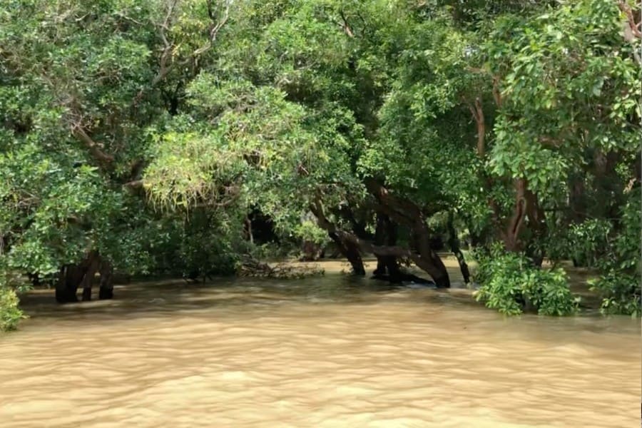 flooded mangrove tonle sap cambodia