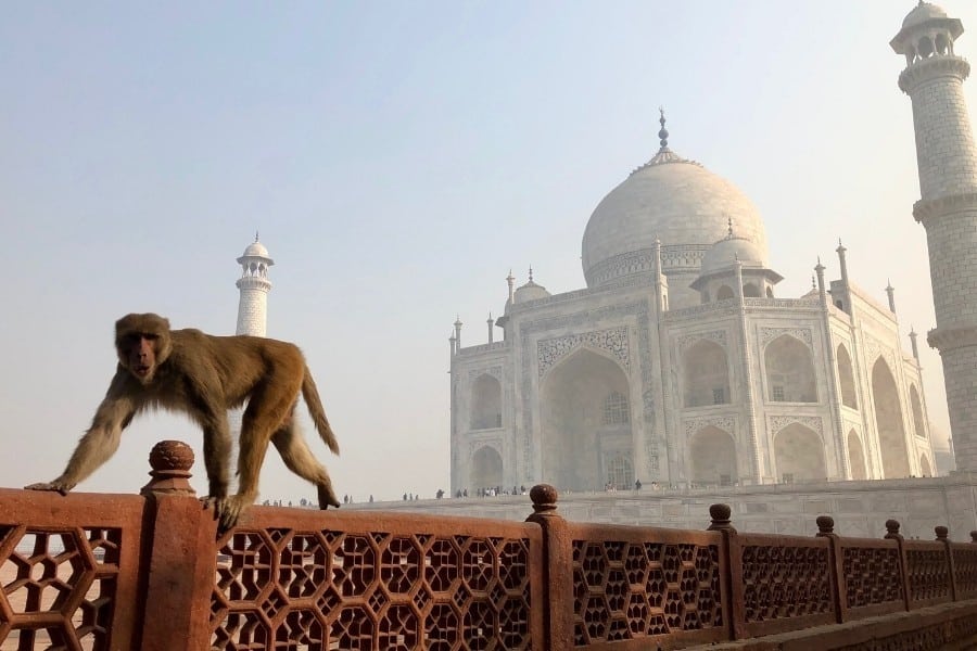 Plan a trip to India to include a monkey greeting at the famous Taj Mahal