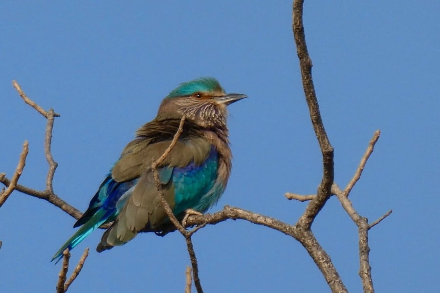 an indian roller in panna national park