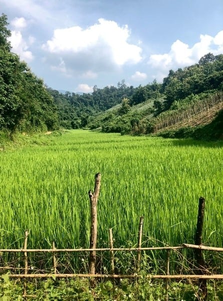 A bright green rice field in the monsoon season