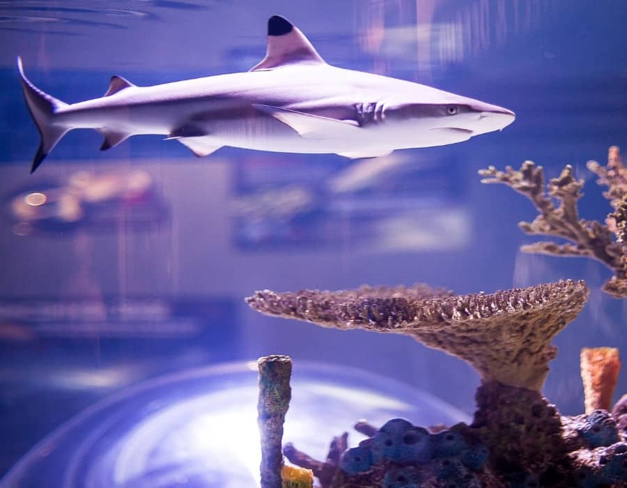 A shark swims above coral in a tank at Ripley's Aquarium in Toronto Canada