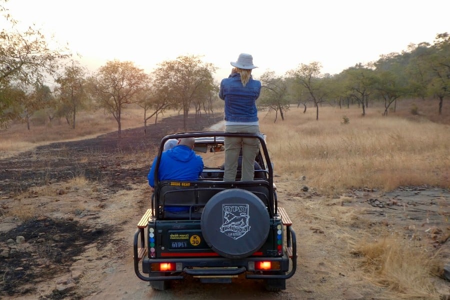 safari in panna national park india
