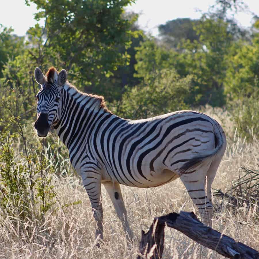 A zebra stands in