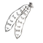 carob pod illustration