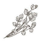 Cyprus cilantro illustration